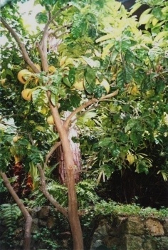 citrusové plody v botanické zahradě